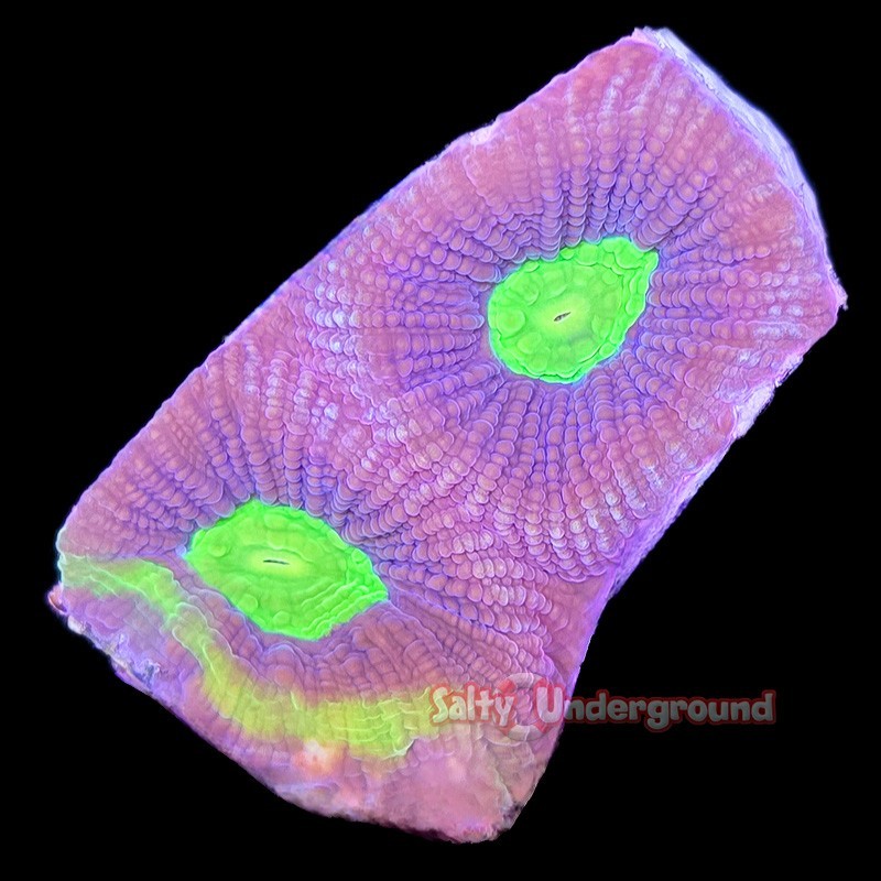 Salty Underground: Dragon Soul Favia