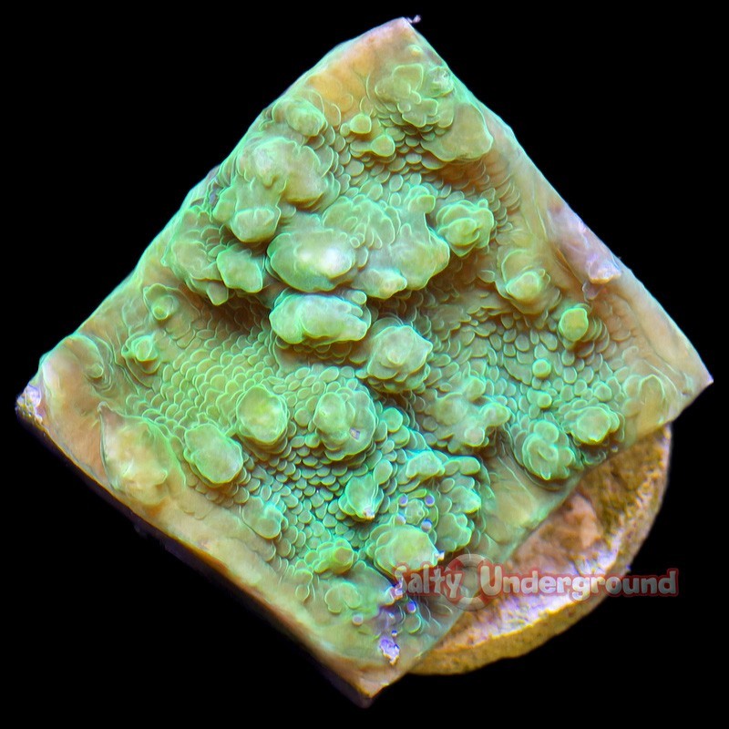 Salty Underground: Fluorescent Green Chalice Plug