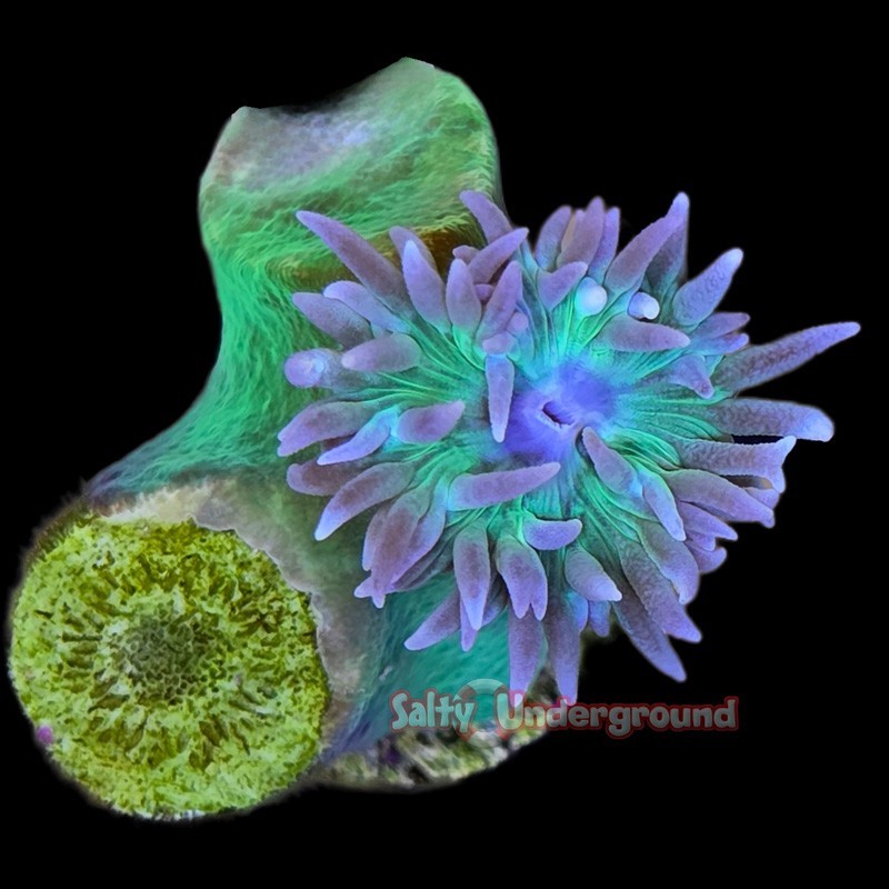 Salty Underground: Purple/Green Duncan 1-2 Heads