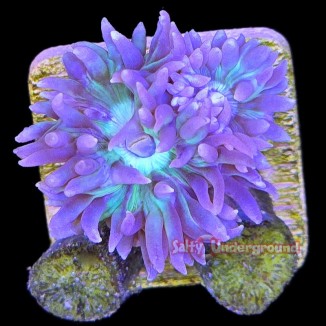 Salty Underground:  Duncan 1-2 Heads