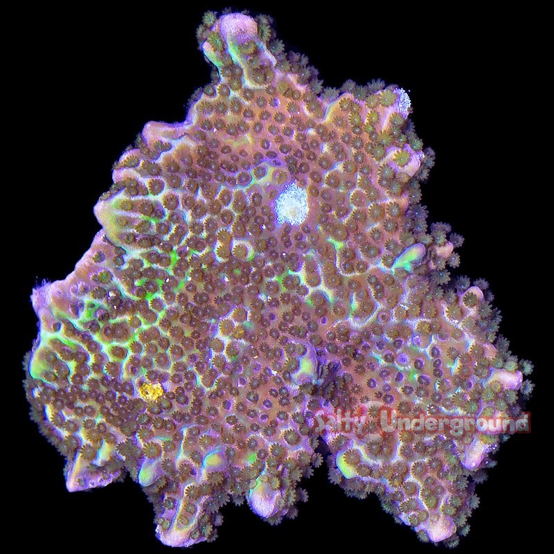 Salty Underground: Confusa Montipora Spongodes