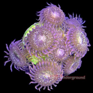 Salty Underground: Fairy Dust Zoanthid