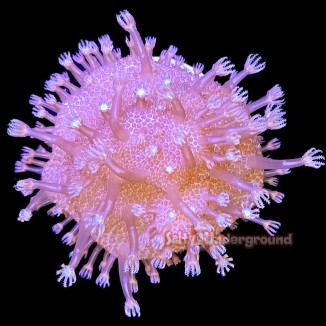 Salty Underground: Devil's Hand Finger Leather - Pink