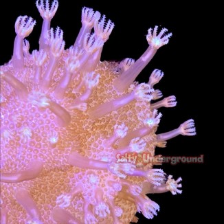 Salty Underground: Devil's Hand Finger Leather - Pink