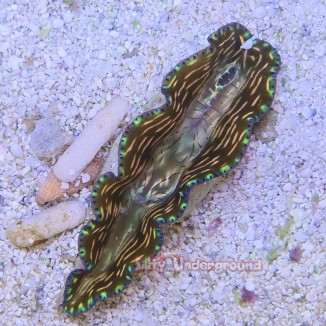 Salty Underground:  Electric Storm Derasa Clam 2 inches