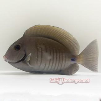 Salty Underground: Atlantic Doctorfish Tang