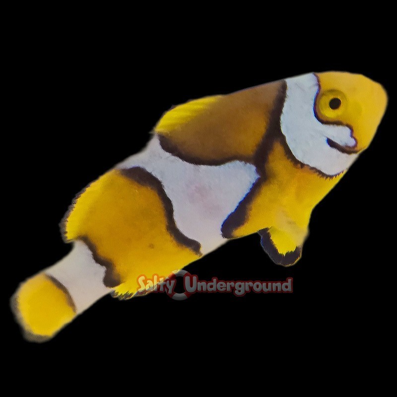 Salty Underground: Picasso Clownfish (Percula)