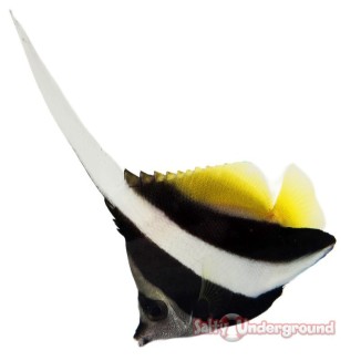 Salty Underground: Black and White Heniochus Butterflyfish (Heniochus acuninatus )