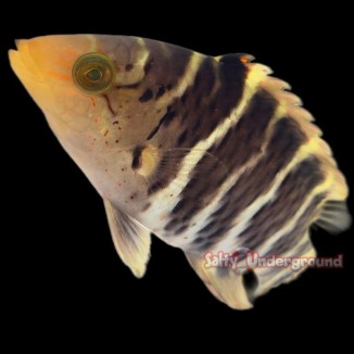 Salty Underground: Red Breasted Maori Wrasse