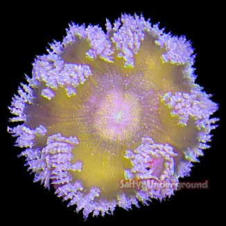 Salty Underground: Ultra Rock Flower Anemone - Mango Orange