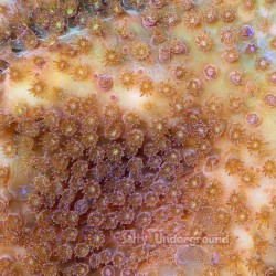 Tangerine Cyphastrea