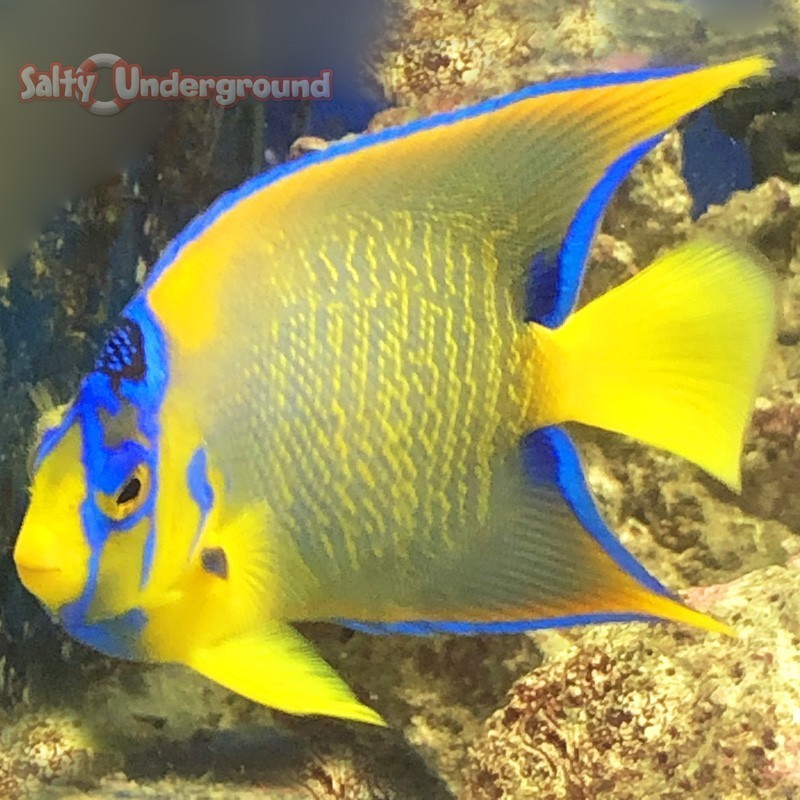 Salty Underground: Blue Angelfish