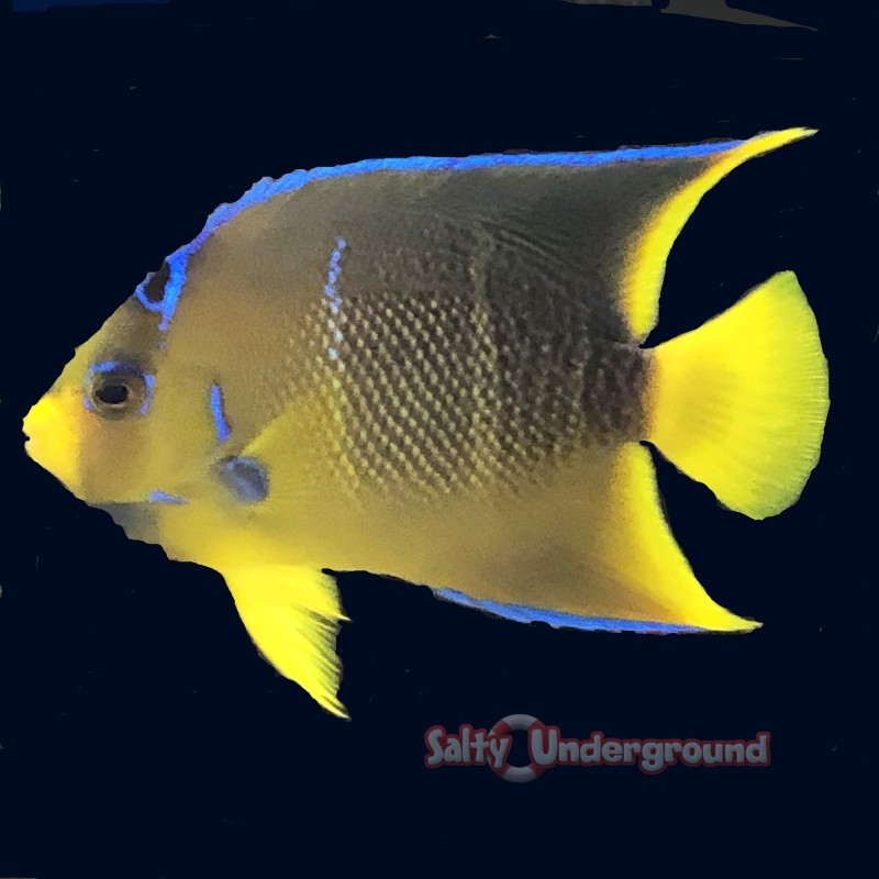 Salty Underground: Townsend Angelfish