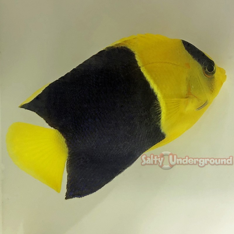 Salty Underground: Bicolor Angelfish (Centropyge bicolor)