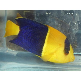 Salty Underground: Bicolor Angelfish (Centropyge bicolor)