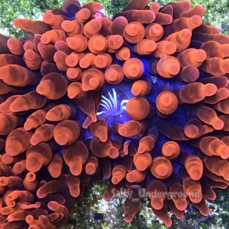 Salty Underground: Rose Bubble Tip Anemone -Large