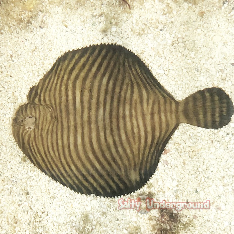 Zebra Flounder