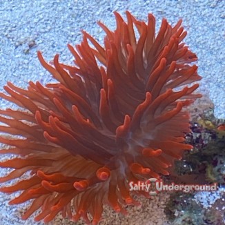 Salty Underground: Rose Bubble Tip Anemone - medium