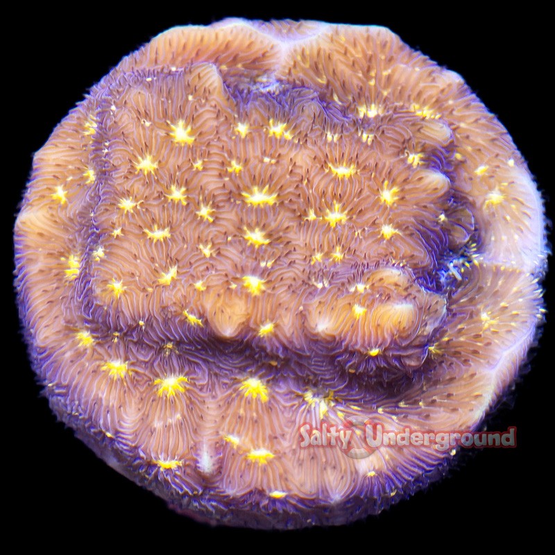 Fireworks Leptoseris