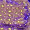 Fireworks Leptoseris