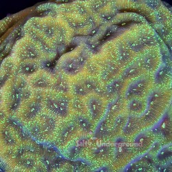 Northern Lights Leptoseris