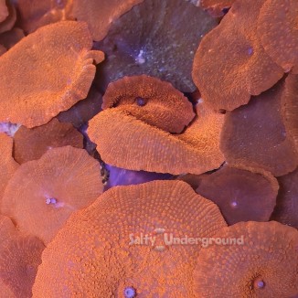 Salty Underground: Red Devil Discosoma Mushroom