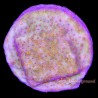 Supream Stylocoeniella