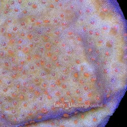 Supream Stylocoeniella