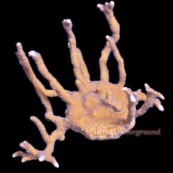 Montipora Digitata German Blue