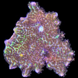 Montipora Confusa