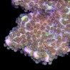 Montipora Confusa