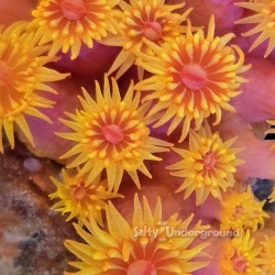 Sun Coral 1-2 inch Colony