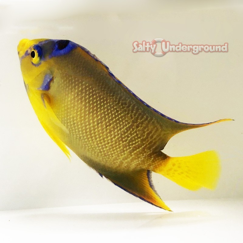 Salty Underground: Queen Angelfish