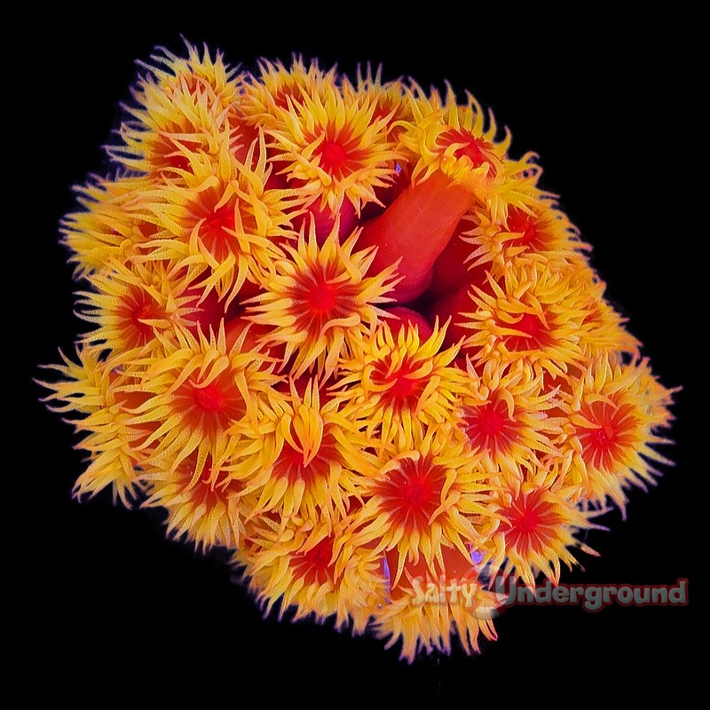 Sun Coral 5-6 inches colony