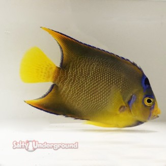 Salty Underground: Queen Angelfish