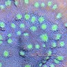 Hollywood Stunner Chalice Colony 4 inch