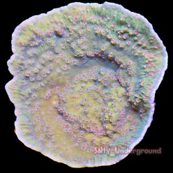 Montipora Chili Pepper