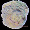 Montipora Chili Pepper