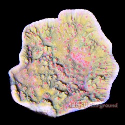 Montipora Chili Pepper