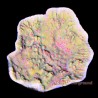 Montipora Chili Pepper