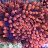 Rose Bubble Tip Anemone - Small 4