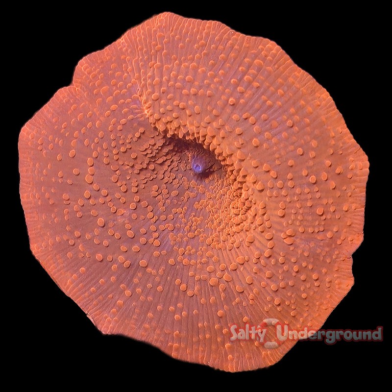 Highlighter Orange Discosoma Mushroom