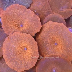 Highlighter Orange Discosoma Mushroom