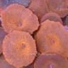 Highlighter Orange Discosoma Mushroom