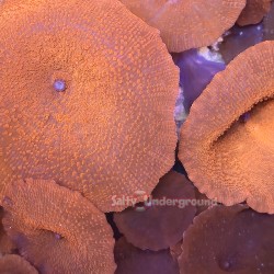 Highlighter Orange Discosoma Mushroom