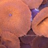 Highlighter Orange Discosoma Mushroom