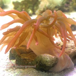 Rose Bubble Tip Anemone - medium 2