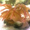 Rose Bubble Tip Anemone - medium 2