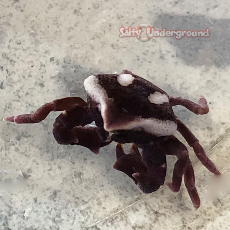 Salty Underground: Urchin Crab (Echinoecus pentagonus )