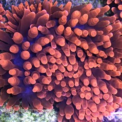 Rose Bubble Tip Anemone - medium 4
